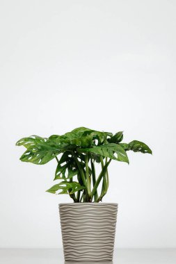 a green vase for the home in a beautiful pot is photographed against a light background clipart