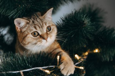 Yumuşak kedi Noel ağacının içine tırmandı ve dala oturdu.