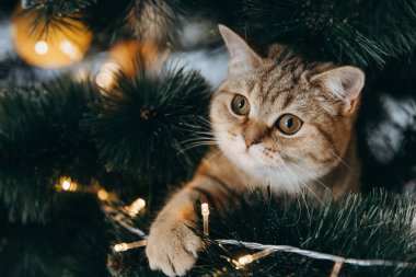 Yumuşak kedi Noel ağacının içine tırmandı ve dala oturdu.