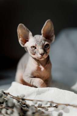 4 aylık gri sfenks bir kedinin portresi. Parlak güneş ışığı ve koyu bir arka plan karşısında çekilmiş.