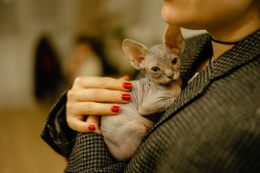 hugs of a young woman with a small hairless canadian sphynx kitten clipart