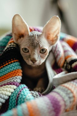 Renkli bir battaniyeye sarılmış Kanadalı bir Sphynx kedisinin portresi.