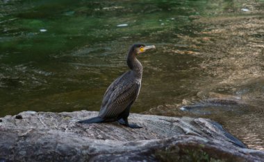 A beautiful cormorant is taking a sun bath on a stone close to river Tamuxe or Carballas, in O Rosal