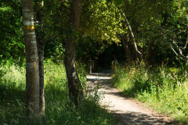 Natural trail called Sendeiro dos Pescadores, in O Rosal, passes throught oak forest in a shunny day