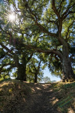 Cork Oak forest in a sunny day near to a small church called Ermita da Magdalena, in o Rosal Pontevedra