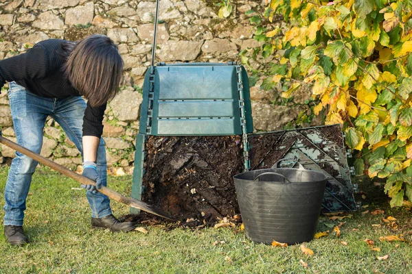 A man is digging and loading ready compost from a outdoor compost bin to use in the garden. The compost bin is placed in a home garden to recycle organic waste produced in home and garden. Concept of recycling and sustainability