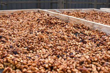 Kahve çekirdekleri doğal olarak Kuzey Tayland 'daki Chiang Mai topluluğunun raflarında kurutuldu..