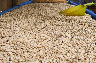 Doğal ışıkta dövülmüş, yıkanmış, çıkarılmış ve kurutulmuş kahve çekirdekleri..