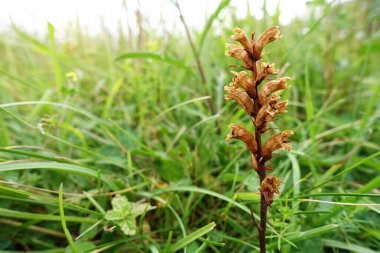 Orobanche minör, cehennem kökü, yaygın süpürge tecavüzü, küçük süpürge tecavüzü, küçük süpürge tecavüzü veya yonca tecavüzü