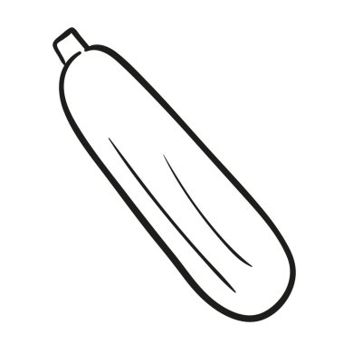 Zucchini. Hand drawn vector illustration.