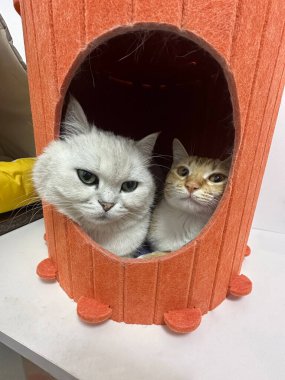 İngiliz Shorthair Cat Blue Grey ve İngiliz Shorthair Cat Bir sepette Gümüş Gölgeli