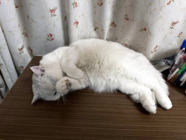 İngiliz Shorthair Kedisi Gümüş Gölgesi Tahta bir masada yatıyor