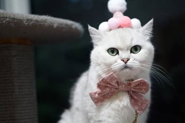 İngiliz Shorthair Kedisi Gümüş Gölgeli doğum günü şapkası ve aksesuarı