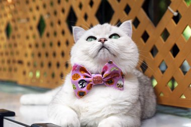 İngiliz Shorthair Kedisi Papyonlu Gümüş Gölgeli