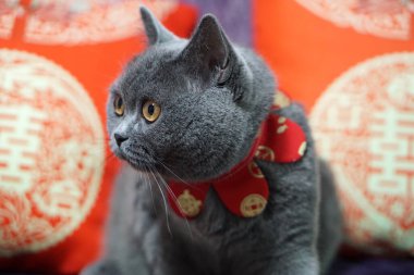 İngiliz Shorthair Kedisi Mavi Gri odada