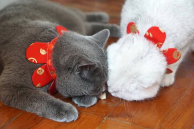 İngiliz Shorthair Cat Blue Grey ve İngiliz Shorthair Cat Silver Shaded