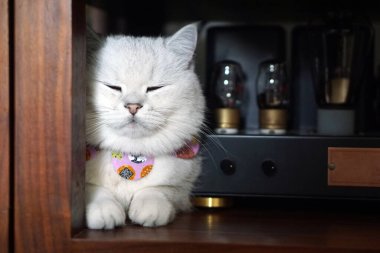 İngiliz Shorthair Cat HIFi makinesiyle Gümüş Gölgeli