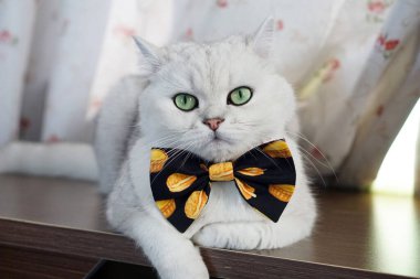 Şirin İngiliz Shorthair Kedisi Papyonlu Gümüş Gölgeli