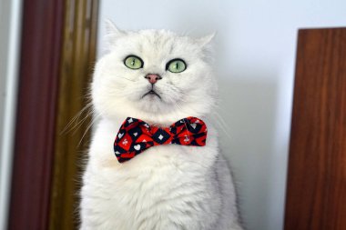 Şirin İngiliz Shorthair Kedisi Kırmızı papyonlu Gümüş Gölgeli