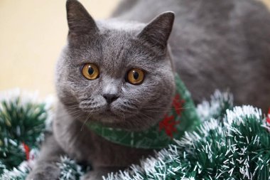 İngiliz Shorthair Kedisi Mavi Gri Sarı gözlü