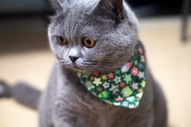 Şirin İngiliz Shorthair Mavi Gri Kedi portresi