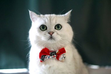 İngiliz Shorthair Kedisi Papyonlu Gümüş Gölgeli