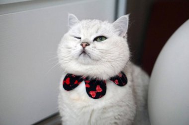 İngiliz Shorthair Kedisi Gümüş Gölgeli göz kırpma