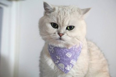 İngiliz Shorthair Kedisi Beyaz arka planda Gümüş Gölgeli