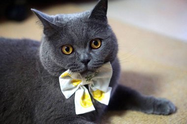 İngiliz Shorthair Kedisi Mavi Gri papyonlu yatıyor