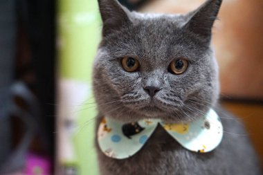 Şirin İngiliz Shorthair Kedi Mavi Gri papyonlu