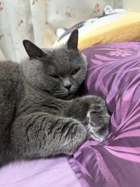 Şirin İngiliz Shorthair Kedisi Mavi Gri yatakta uyuyor. Komik kedicik.
