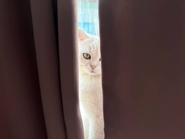 İngiliz Shorthair Kedisi Gümüş Gölgeli Pencere kenarında oturuyor