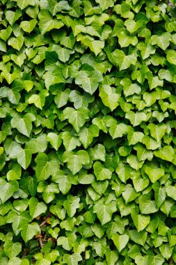 Hiedra taraması. Hedera Helix