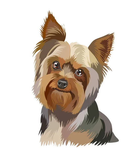 Yorkshire Terrier Retrato Cão — Vetor de Stock