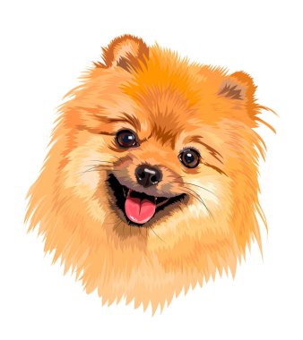 Spitz cinsinden evcil bir köpeğin portresi.