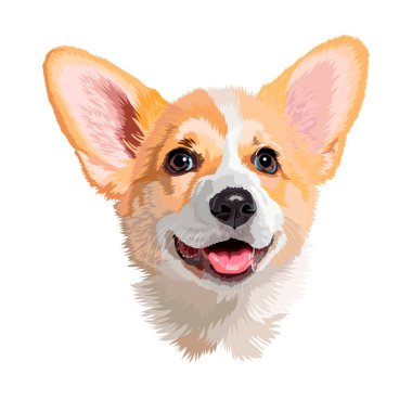 Dili dışarı sarkık bir Corgi köpeğinin portresi