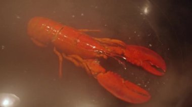 The best and healthiest way to prepare food. Lobster steaming. Slow motion video. High quality 4k footage