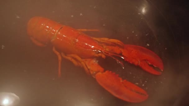 Best Healthiest Way Prepare Food Lobster Steaming Slow Motion Video — Stockvideo
