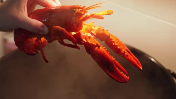 Chef Prepares Lobster Cooking Prepared Hot Water Slow Motion Video — Stockvideo