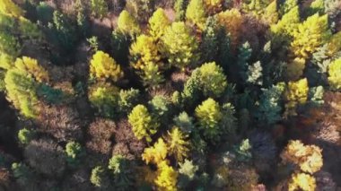 top-down aerial shot of a colorful forest in Autumn, Solina, Bieszczady, Poland. High quality 4k footage