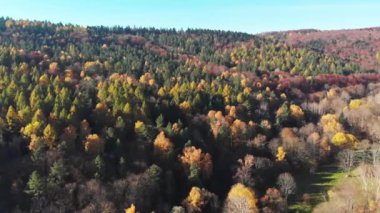 Polonya, Bieszczady 'deki bir dağın yamacındaki dev bir ormanın insansız hava aracı görüntüsü. Yüksek kalite 4k görüntü