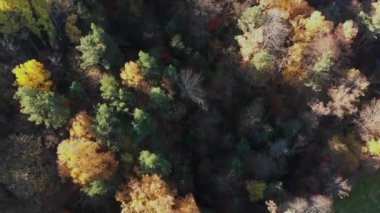 birds eye shot of colorful trees,magnificent nature. High quality 4k footage