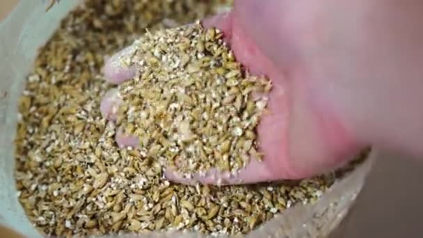 男人把大麦麦芽和他的手混在一起做家里的啤酒酿造 高质量的4K镜头 — 图库视频影像