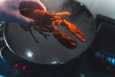 Yemek pişirmek için tencereye ıstakoz koymak, mutfak. Yüksek kalite fotoğraf