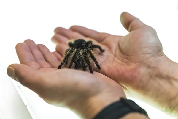 Uma Aranha Assustadora Numa Mão Humana Uma Aranha Negra Anda — Fotografia de Stock
