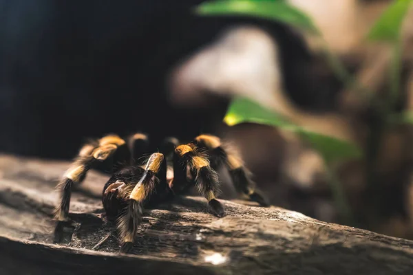 Farlig Och Giftig Spindel Går Akvariet Exotiskt Husdjur Hög Bildkvalitet — Stockfoto