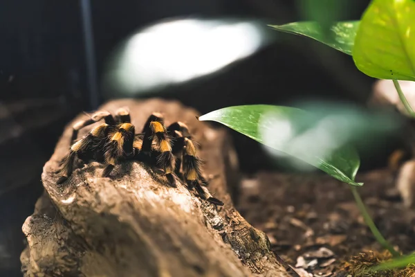 Spider as a pet in the aquarium. Passion for exotic pets. Only for the brave. High image quality. High quality photo