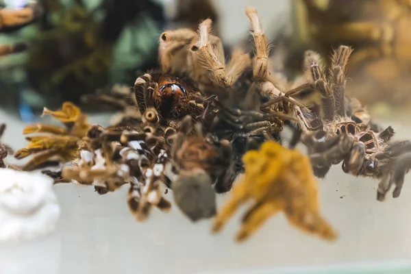 Deri Değiştirme Örümceğin Büyümesini Dış Iskeletini Değiştirmesini Sağlar Örümcekler Doğal Telifsiz Stok Fotoğraflar