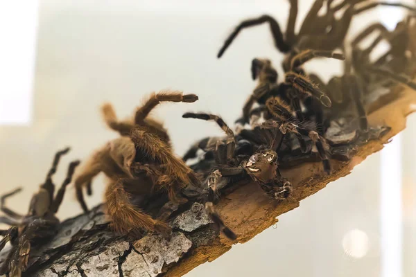 Para Crecer Las Arañas Deben Despojarse Duro Exoesqueleto Exterior Alta — Foto de Stock