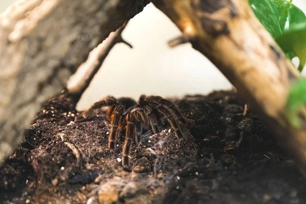 Die Spinne Wandert Auf Dem Schmutzigen Boden Orte Für Die — Stockfoto